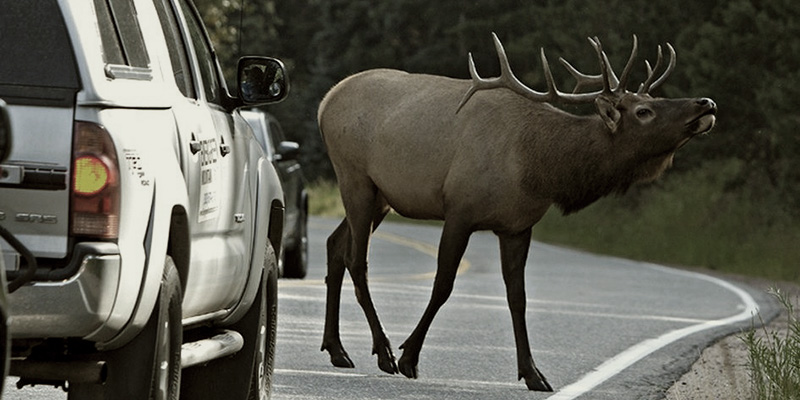 El peligro de los animales en la carretera