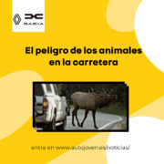El peligro de los animales en la carretera