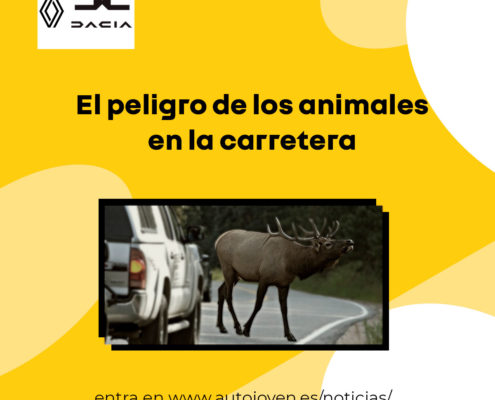El peligro de los animales en la carretera